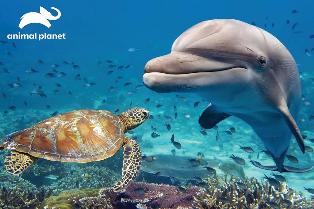 Yamasan Prime 3D Animal Planet Дельфин Черепаха 10964 Готовый 46 x 31 см 150 Деталей и Размер /