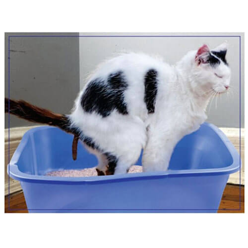 Пазл Doing Things Prank 300шт. (коты)