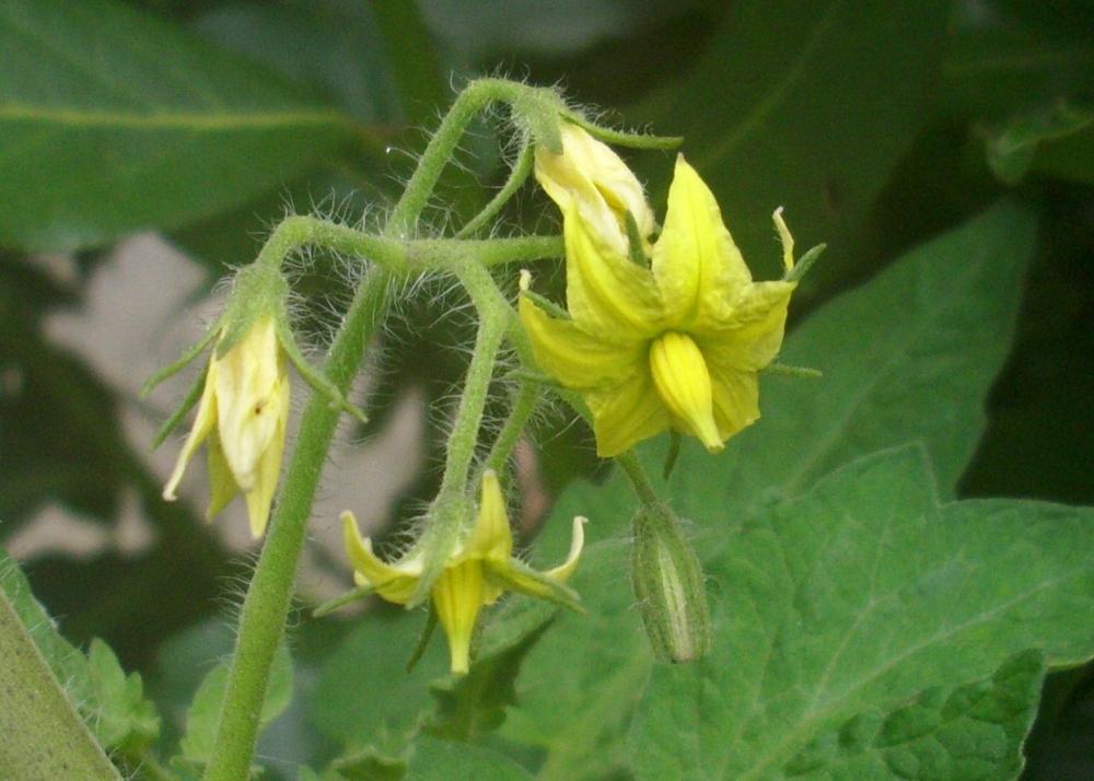 SAFLAX Помидор - Сан Марцано - 10 семян - Lycopersicon esculentum