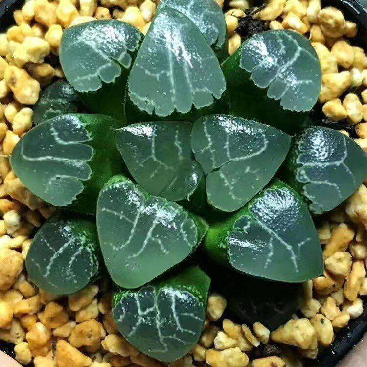 Crystal Succulent Set: Haworthia Genus Green Potted Plants for Newbies