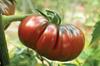 35 Crimean Black Tomato Seeds (French Origin) - Heirloom Vegetable - Reproducible Peasant Seeds - SemiSauvage