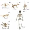 Skeleton Model Halloween Animal Skeleton Bat Mouse Lizard Scorpion Halloween Bats Skeleton   Home