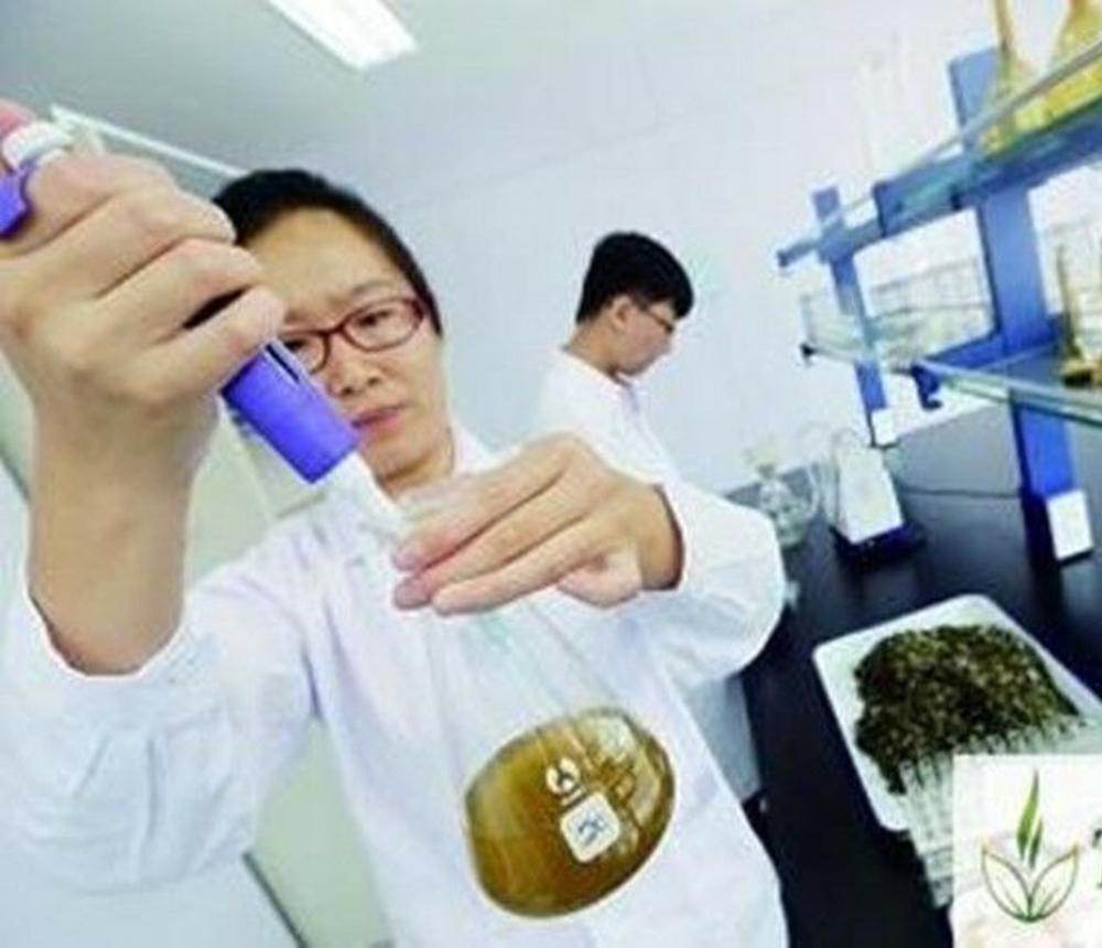 100 г японского порошка маття, порошок зеленого чая, органический чай для похудения, здоровое питание