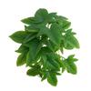Monstera Wall Hanging - Green Plant Decor for Landscaping and Scene Setting