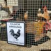 Farmhouse Chicken Sign Cluck Around And Find Out Sign Crowing Rooster Wall Art Desktop Sign for Chicken Coop Home Farm Garden Decor