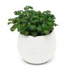 Colourful Mini Round Plastic Plant Flower Pot Garden Home Office Decor Planter MIT