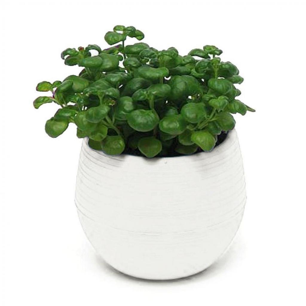 Colourful Mini Round Plastic Plant Flower Pot Garden Home Office Decor Planter MIT