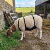 Adjustable Strap Livestock Anti Breeding Apron Breathable Anti Mating Apron  For Goats Sheep