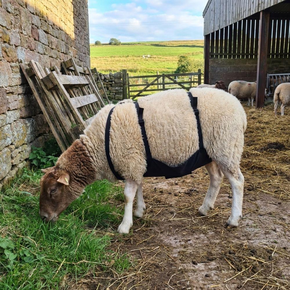 Adjustable Strap Livestock Anti Breeding Apron Breathable Anti Mating Apron  For Goats Sheep