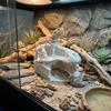 Lifelike Dinosaur Landscape Ornament 3D Printed Fish Hollow Shelter Fish Tank Ornament  Terrarium