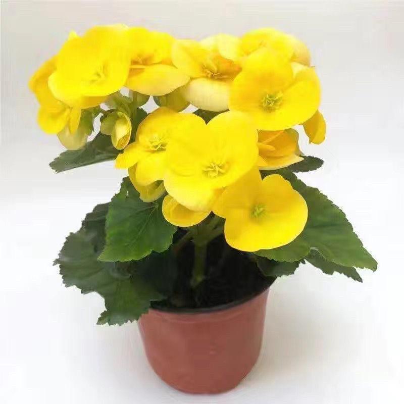 Begonia 'Rigo': Double-petaled rose begonia with buds, blooms all seasons, easy-care, ideal for indoor balconies.