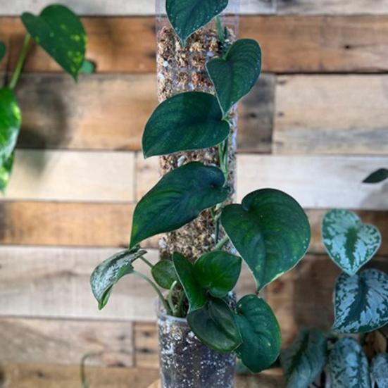 2/4/6Pcs Plant Moss Pole Easy Assembly Climbing Plants Plant Support with Sphagnum Moss Moisture-retaining Plant Support Stake