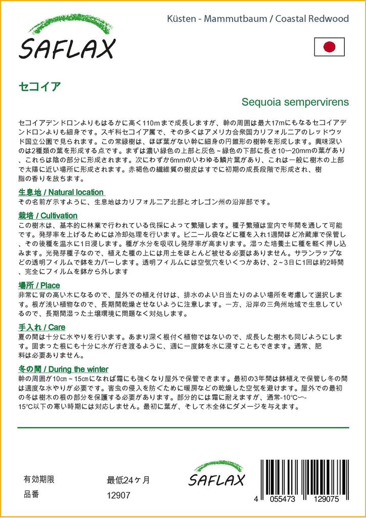 SAFLAX Прибрежное секвойя - 50 семян - Sequoia sempervirens