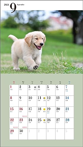 Календарь 2024 года Милый золотистый ретривер (Календарь Seibundo Shinkosha)