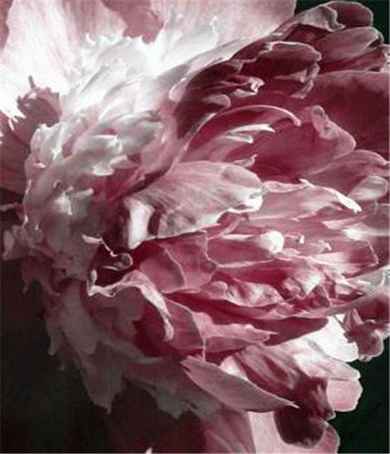 RUOPOTY DIY Frame Oil Painting By Numbers Flower Unique Gift On Canvas Wall Art Picture By Numbers For Living Room