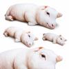 Plush Material Animal Body Pillow 40cm Size Sheep Plush Pillow Poultry Throw Pillows  Bedroom Use