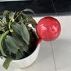 Automatic Flower Watering Globe – Ideal for Travel and Home Use. Contact Customer Service for Color Options.