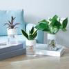 2 Pcs Mini Hydroponic Flower Pot Reusable Transparent Hydroponic Planter