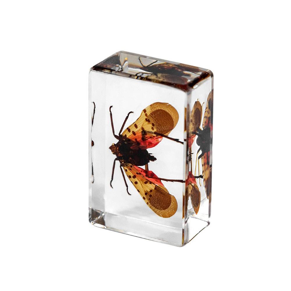 Insect In Resin Collection for Preschool, Classroom Science, and Home Displays