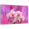 Canvas Print, Orchids In Purple and Pink