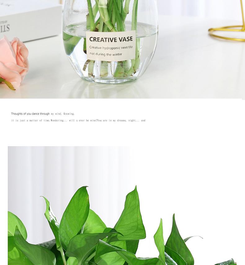 Transparent Glass Vase for Hydroponic Plants and Flower Arrangements