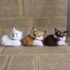 Fashion Fox Figures Easy Care Simulation Toy Furs Squatting Model