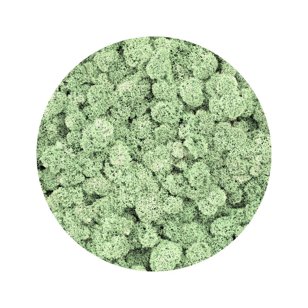 BioIce moss Natural lichen 25g