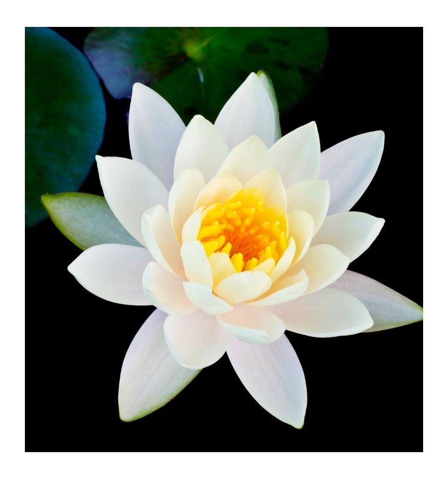 Парфюмированная вода Yodeyma Banner для женщин 100мл