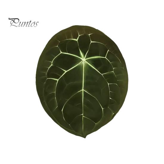 Tropical Plant Refrigerator Magnets 3D Plants Magnet, Acrylic Green Decorative Fridge Home Decor Memo Notes Photo Holder for Kitchen Office