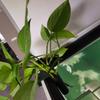2pcs Hook Aquarium Plant Holder ABS Fish Tank Plant Holder  Landscape Decoration