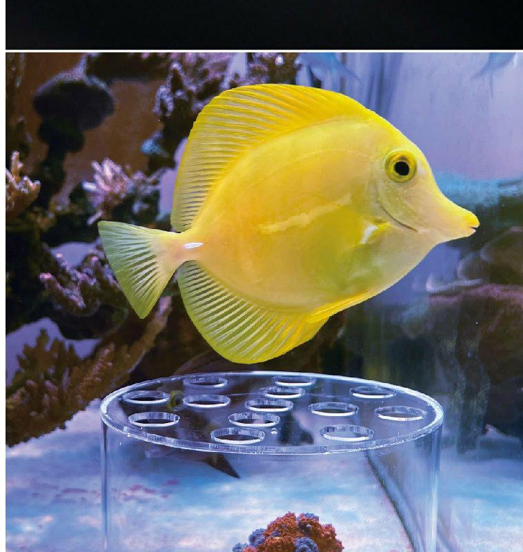 VASTOCEAN Acrylic Coral Feeding and Breeding Protection Disc for Firecracker Brain Coral, Anti-Stealing Food Cover
