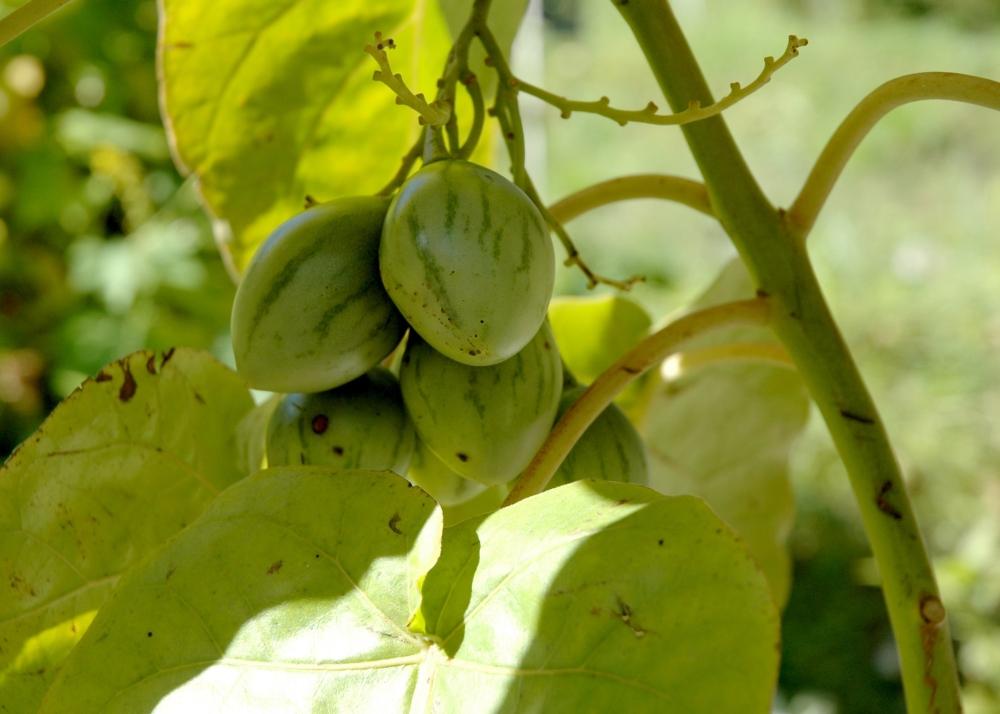 SAFLAX Тамарилло - 50 семян - С горшечным субстратом для лучшего выращивания - Cyphomandra betacea