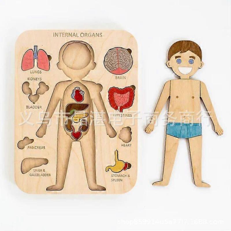 Children's Organ Puzzle Organ Puzzle Children's Learning Puzzle 1