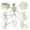 Realistic Plastic Skeleton for Yard Decor Halloween Decoration, 3Ft Life Size Full Body Human Bone, Posable Party Decorations with Movable Joints