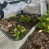Insulated Plant Cover Pop Up Plant Netting Clear PVC Plant Protector Cage  Vegetable Beds