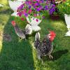Садовые колышки в виде курицы, акриловые таблички для двора, уличная скульптура, статуэтка, украшения для горшечных растений, садовый вкладыш, декор для двора, лужайки