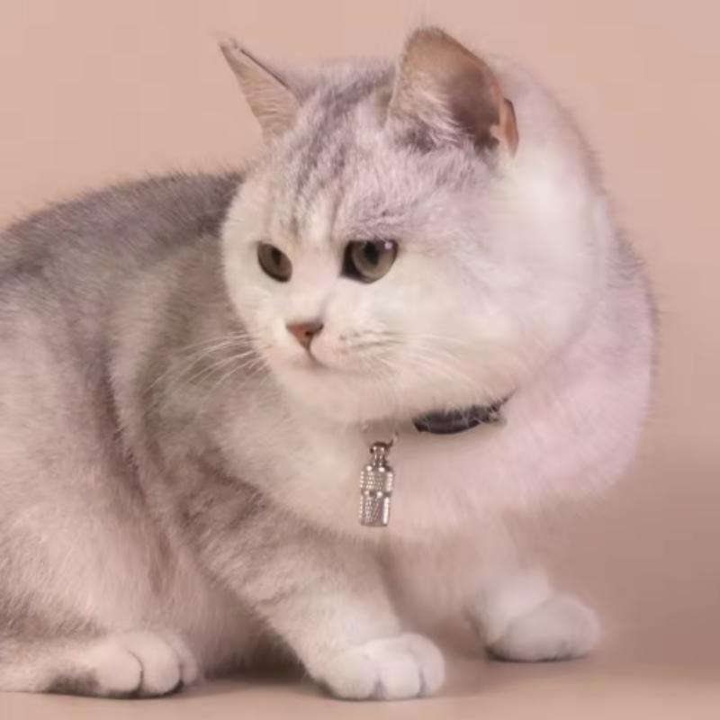 Анти-потеряшка для питомца Собака Кошка ID-бирка Металлическая трубка для хранения Аксессуар для ошейника Идентификационный кулон с именем и адресом питомца для безопасности питомцев