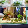 Клипса для кормления овощами Клипса для водорослей Кормушка Клипса для овощей Растения Присоска Клипса с присоской Для аквариумных аксессуаров