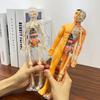 3D модель туловища человека для детей Съемный скелет анатомии Симуляция Съемные органы и кости Модели тела