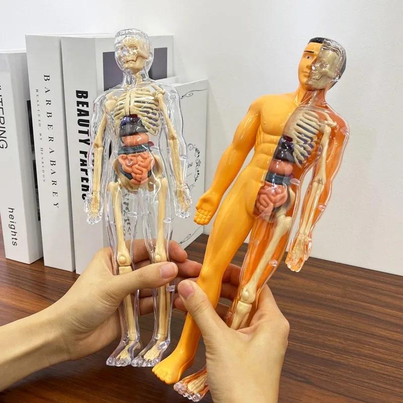 3D модель туловища человека для детей Съемный скелет анатомии Симуляция Съемные органы и кости Модели тела