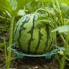 10/5/1Pcs Watermelon Support Holder Round Plant Supports Garden Vegetable Harvest Basket Protector Climbing Rack Garden Supplies