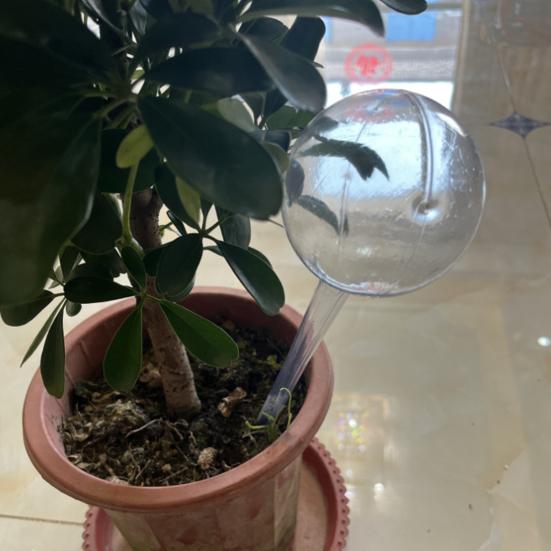 12 шт., прозрачные автоматические шарики для полива растений, простая установка, легкое заполнение, домашние и уличные растения, самостоятельные