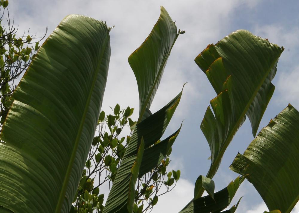 SAFLAX Дерево путешественника - 8 семян - Ravenala madagascariensis