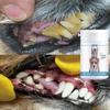 Pet Tooth Powder Gently Cleanses Dirt On Dog and Cat Teeth, Reducing Plaque Buildup
