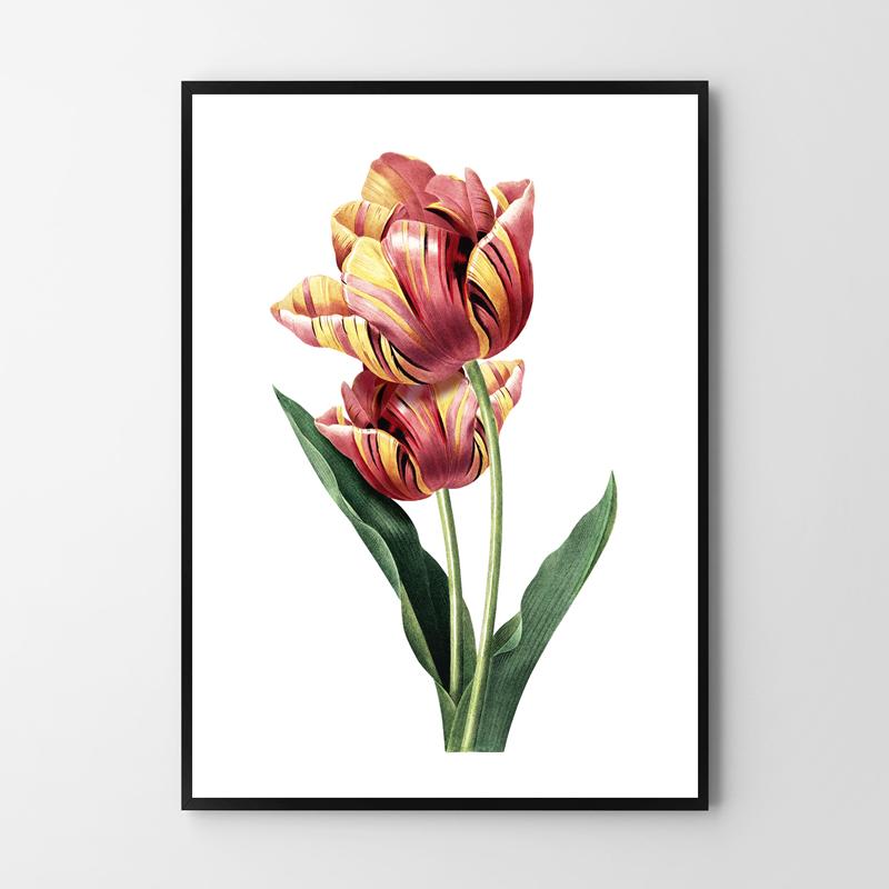 Tulip Flower Vintage Poster