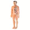 3D Human Body Torso Model For Kid, Anatomy, Skeleton, Removable, Simulation, Organ And Skeleton, Detachable Bone Body Models New