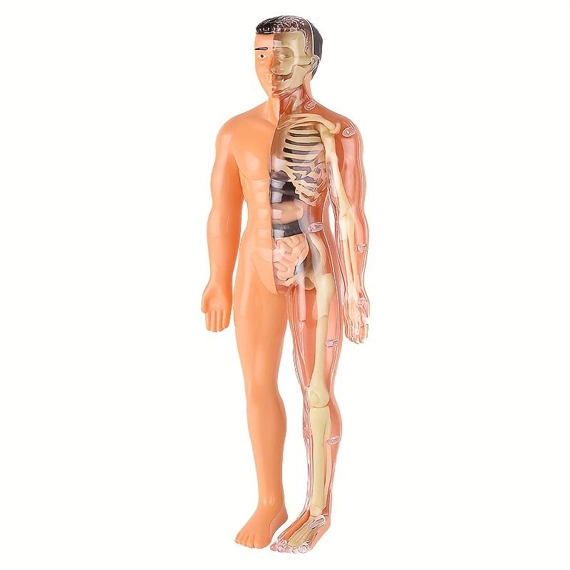 3D Human Body Torso Model For Kid, Anatomy, Skeleton, Removable, Simulation, Organ And Skeleton, Detachable Bone Body Models New