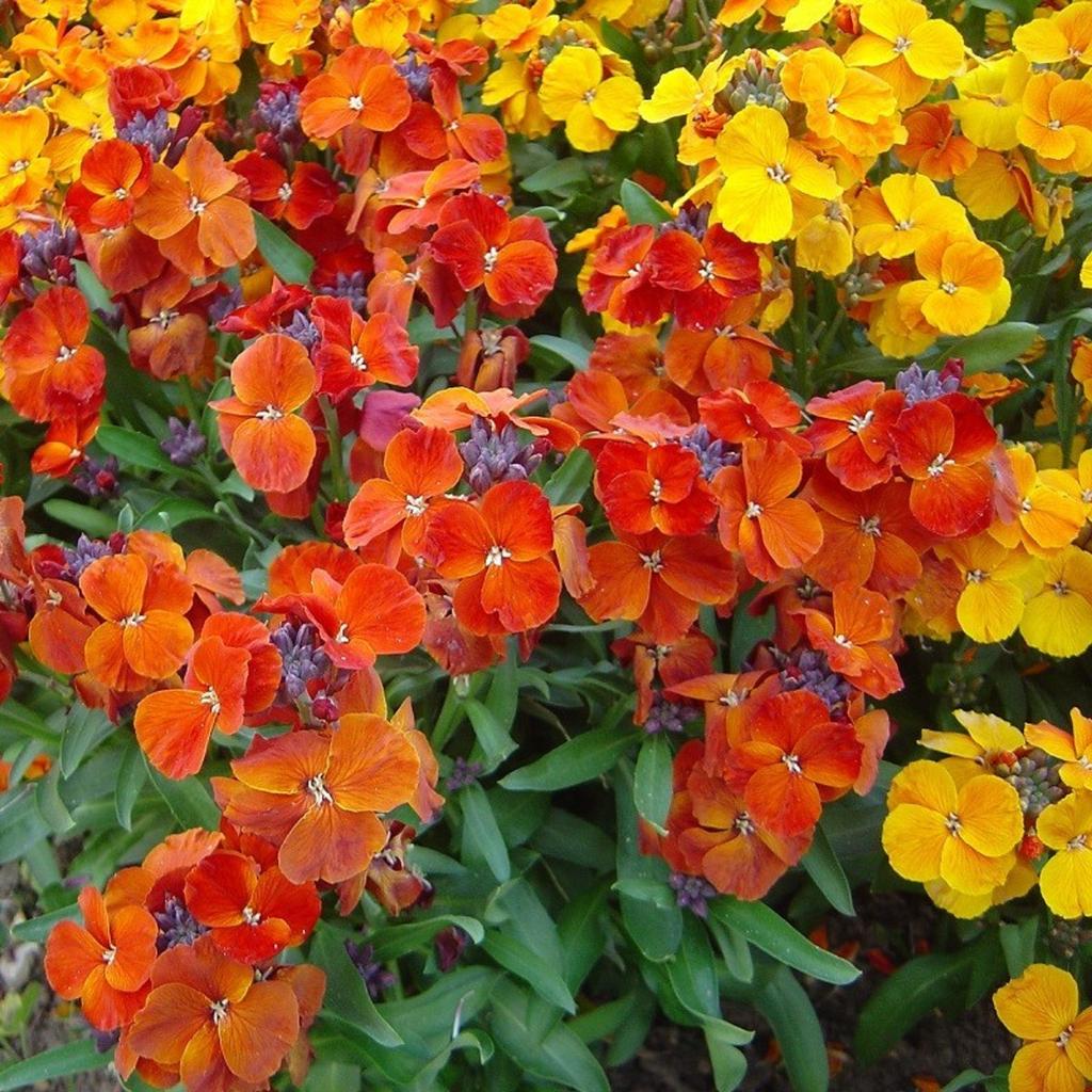 150 Dwarf Wallflower Seeds - Garden Plant Flowers - Reproducible Peasant Seeds - SemiWild