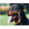 Алмазная вышивка Ротвейлер Животное Собака Мозаика Вышивка крестиком Алмазная картина