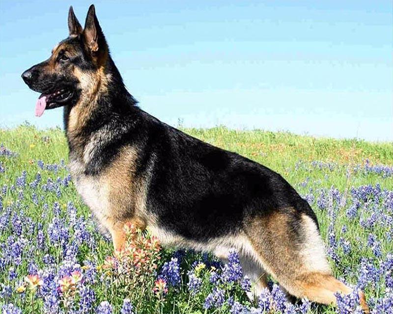 Набор для алмазной живописи кошка собака волк и девушка животное 5D DIY Алмазная вышивка цветок сельский пейзаж вышивка крестиком стразы мозаичное украшение